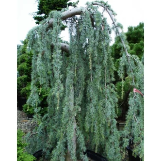 Cedrus atlantica (syn.: Cedrus libani subsp. atlantica, Cedrus libani) 'Glauca Pendula' – Csüngő kék atlasz cédrus