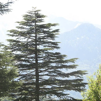 Cedrus deodara – Himalájai cédrus Cedrus deodara – Himalájai cédrus
