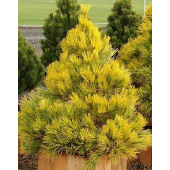 Pinus densiflora 'Aurea' – Japán erdeifenyő