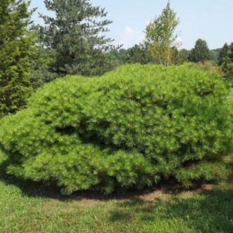 Pinus densiflora 'Vibrant' – Japán erdeifenyő