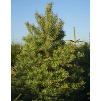 Pinus sylvestris - Erdei fenyő
