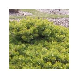 Pinus sylvestris 'Hillside Creeper' – Erdeifenyő