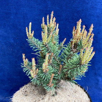 Pinus sylvestris 'Jeremy' – Erdeifenyő