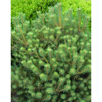 Pinus sylvestris 'Saxatilis' – Törpe erdeifenyő