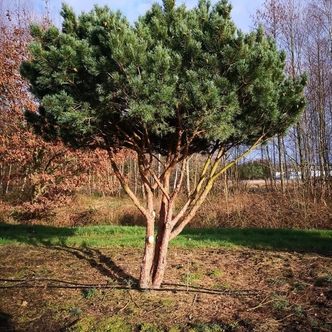 Pinus sylvestris 'Umbrella' – Erdeifenyő