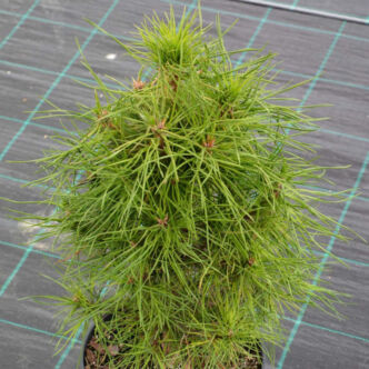 Pinus sylvestris 'Xawery' – Erdeifenyő