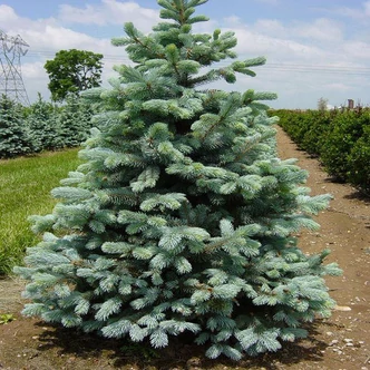 Picea pungens 'Glauca Kaibab' – Ezüstfenyő