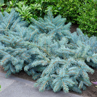 Picea pungens 'Karpaten'® – Ezüstfenyő