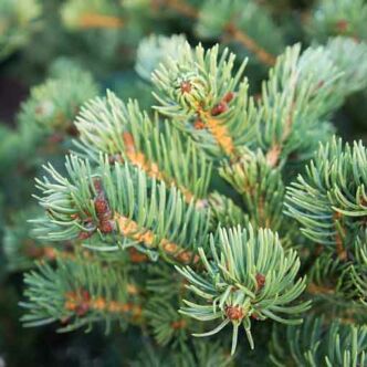 Picea pungens 'Lucky Strike' – Ezüstfenyő