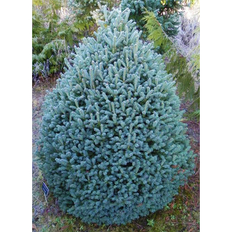 Picea pungens 'Scottie' – Ezüstfenyő