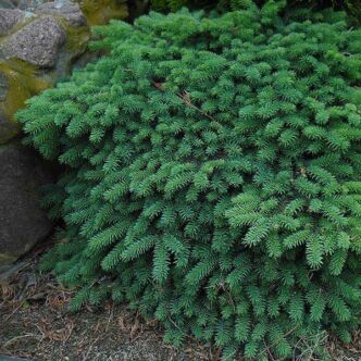 Picea pungens 'Sonia' – Ezüstfenyő