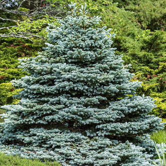 Picea pungens 'Super Blue' – Ezüstfenyő
