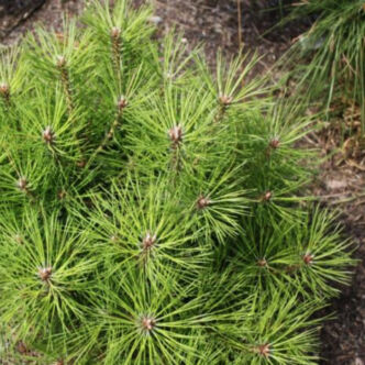 Pinus nigra 'Benelux' – Feketefenyő