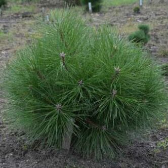 Pinus nigra 'Karaca Ball' – Feketefenyő