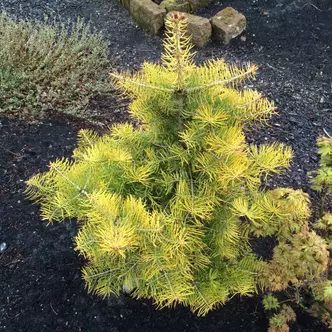 Abies concolor 'Wintergold' – Kolorádói jegenyefenyő