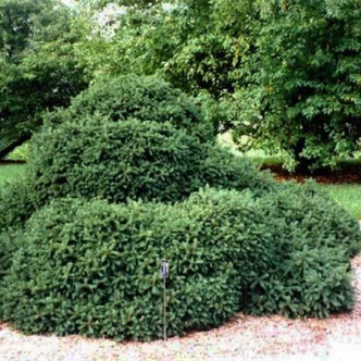 Picea glauca 'Echiniformis' – Törpe gömb cukorsüvegfenyő