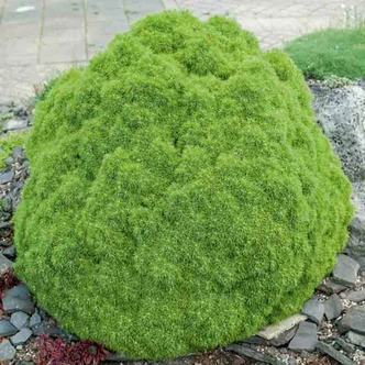 Picea glauca 'Alberta Globe' – Törpe cukorsüvegfenyő