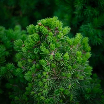 Picea glauca 'Conica' – Cukorsüvegfenyő