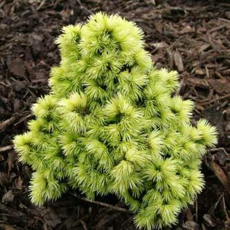 Picea glauca 'Dendrofarma Gold' – Cukorsüvegfenyő