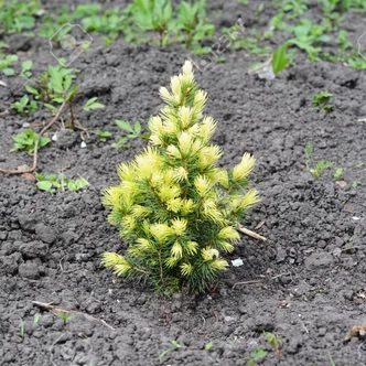 Picea glauca 'Rainbow's End' – Törpe cukorsüvegfenyő