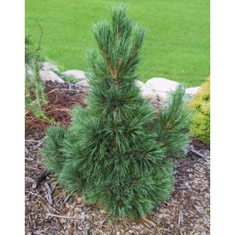 Pinus cembra 'Compacta Glauca' – Havasi cirbolyafenyő