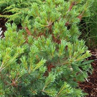 Pinus flexilis 'Pygmaea' – Nevadai cirbolyafenyő