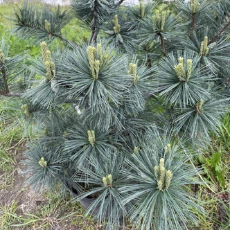 Pinus flexilis 'Pygmaea' – Nevadai cirbolyafenyő Pinus flexilis 'Pygmaea' – Nevadai cirbolyafenyő