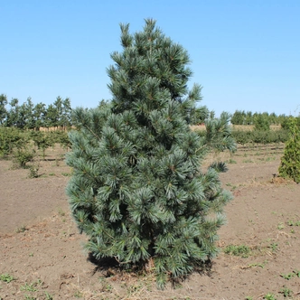 Pinus flexilis 'Vanderwolf's Pyramid' – Nevadai cirbolyafenyő