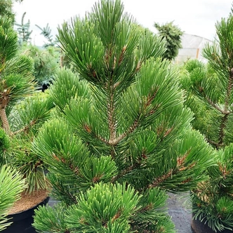 Pinus heldreichii (syn.: Pinus leucodermis) 'Green Giant' – Páncélfenyő