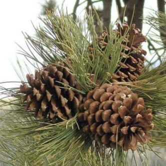 Pinus jeffreyi – Nagytobozú sárgafenyő