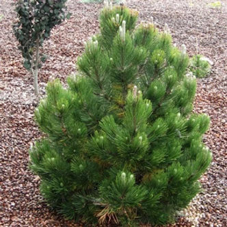 Pinus heldreichii (syn.: Pinus leucodermis) 'Compact Gem' – Törpe páncélfenyő Pinus heldreichii (syn.: Pinus leucodermis) 'Compact Gem' – Törpe páncélfenyő