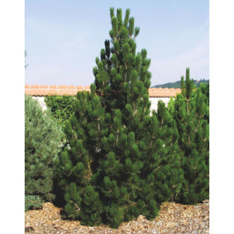 Pinus heldreichii (syn.: Pinus leucodermis) – Páncélfenyő