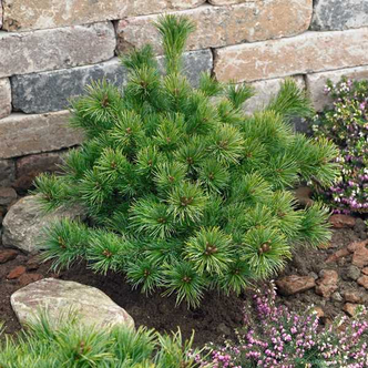 Pinus parviflora 'Ara-Kawa' – Japán selyemfenyő