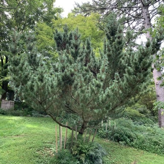 Pinus parviflora 'Bergman' – Japán selyemfenyő