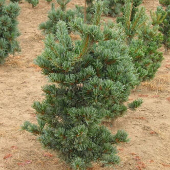 Pinus parviflora 'Tempelhof' – Japán selyemfenyő