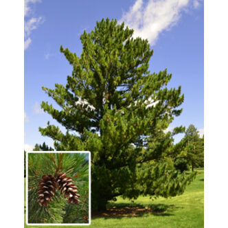 Pinus peuce – Balkáni selyemfenyő