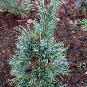 Pinus peuce 'Glauca Compacta' – Balkáni selyemfenyő Pinus peuce 'Glauca Compacta' – Balkáni selyemfenyő