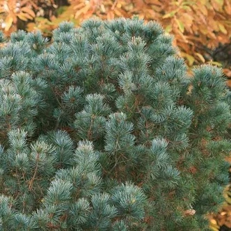 Pinus pumila 'Glauca' – Törpe cirbolyafenyő Pinus pumila 'Glauca' – Törpe cirbolyafenyő