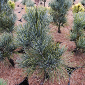 Pinus pumila 'Säntis' – Törpe cirbolyafenyő