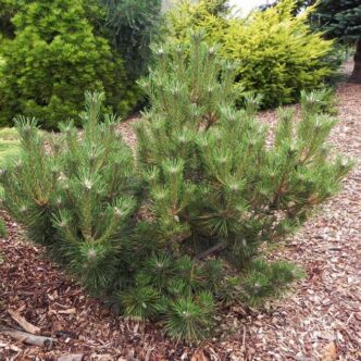 Pinus resinosa 'Nana' – Törpe vörös hosszútűs fenyő