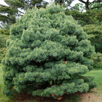Pinus strobus 'Blue Shag' – Selyemfenyő