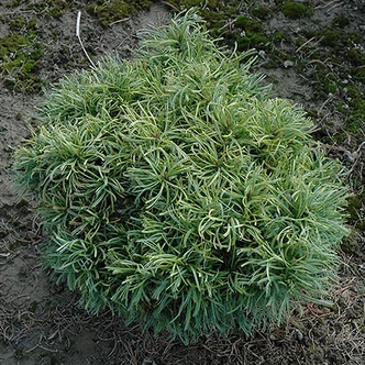 Pinus strobus 'Green Twist' – Selyemfenyő Pinus strobus 'Green Twist' – Selyemfenyő