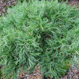 Pinus strobus 'Little Kurls' – Selyemfenyő