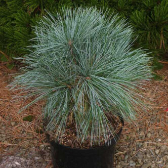 Pinus strobus 'Mary Butler' – Selyemfenyő