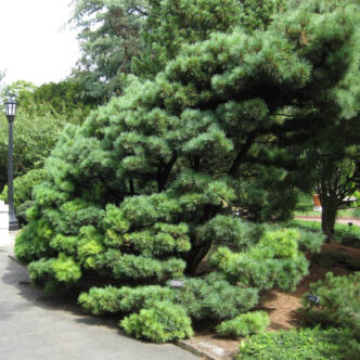 Pinus strobus 'Radiata' – Selyemfenyő