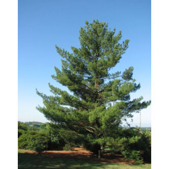 Pinus strobus 'Torulosa' – Selyemfenyő