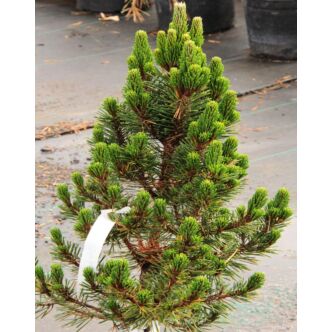 Pinus thunbergii 'Kotobuki' – Japán feketefenyő