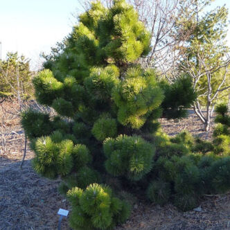 Pinus thunbergii 'Thunderhead' – Japán feketefenyő