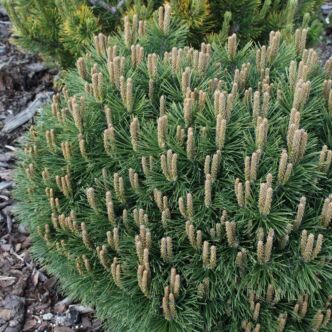 Pinus uncinata 'Hnizdo' – Kampósfenyő