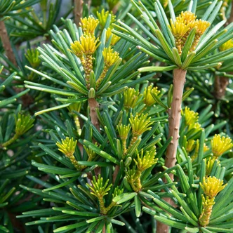 Sciadopitys verticillata – Japán ernyőfenyő Sciadopitys verticillata – Japán ernyőfenyő